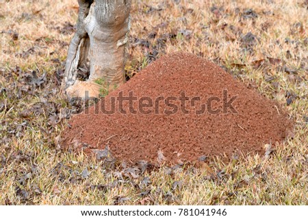 fire ant mound hill looking down huge large