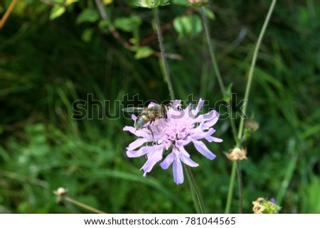 Bee is getting honey from pink meadow flower