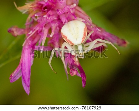 Goldenrod Crab spider sitting on a flower (Misumena vatia)