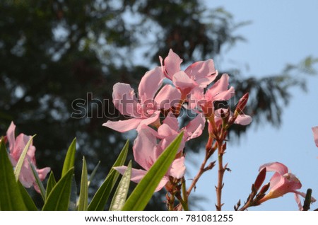 Beautiful pink nerium oleander flowers on bright cool day."