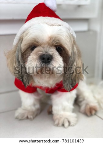 Picture of cute dog in Santa costume