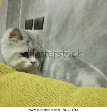 Persian cat with gray background