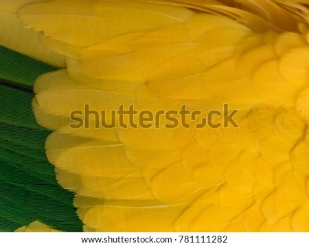 A Macro Close-up of the detail of the feathers of a Golden Conure, Guaruba Guarouba.