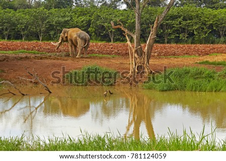 Elephants on a farm in the countryside are eating grass by the lake