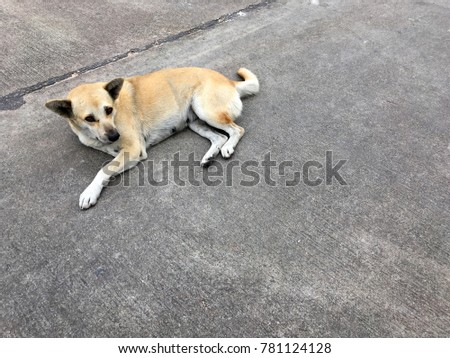 The stray dog resting on concrete road