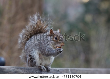 Squirrel New York