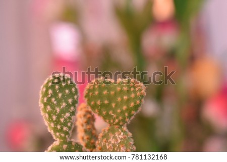 Soft focus picture of little heart shaped cactus on pink and green from flower bouquet background with copy space for valentine or lovely concept.
