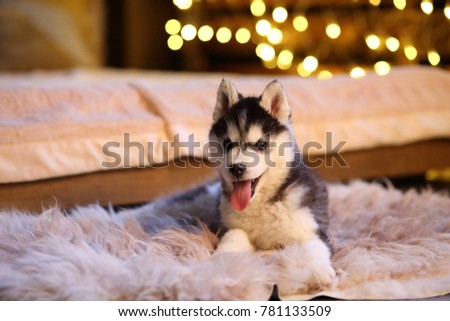 the husky puppy on the background bokeh