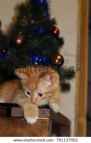 New Year's story with a funny kitten of red color. Blue-eyed kitten against the background of a Christmas tree. Cat on the glass surface sports