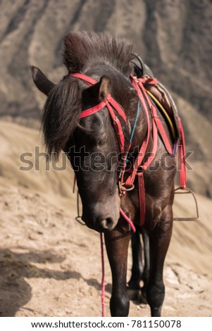 Close up face of horse riding service around Bromo walking from crater to the parking areas, Animal Transportation.