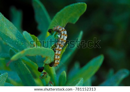 Caterpillar and dewdrops