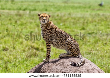Cheetah, Tiger, Jaguar in Kenya Africa