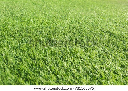 Green grass texture background, selective focused
