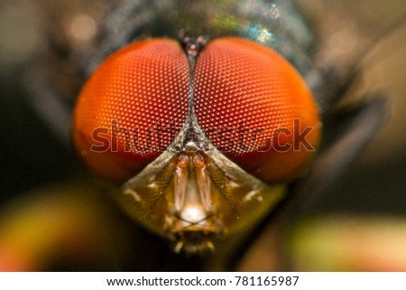 Fly animal ,house fly (species calliphora vomitoria) Royalty-Free Stock Photo #781165987