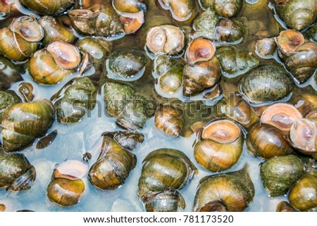 river snail image