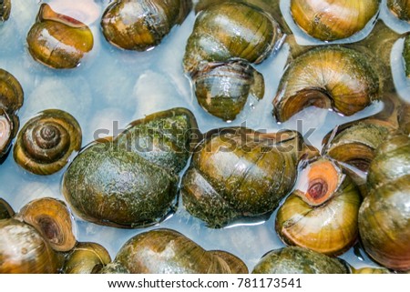 river snail image