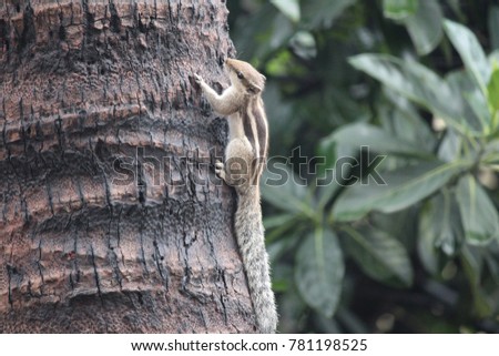 An Indian palm squirrel on a coconut tree trunk near by home in Kolkata, India