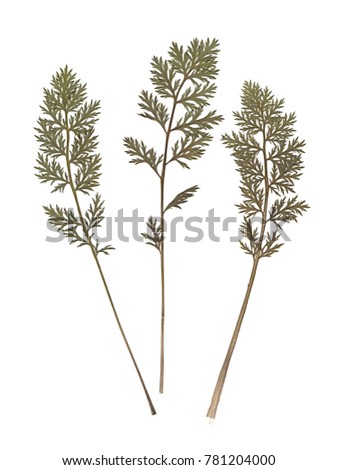 Composition of a carrot tops. Pressed and dried herbs. Scanned image. Vintage herbarium. Isolated on white.