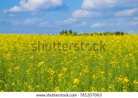 Rapeseed field. Yellow rape flowers, field landscape. Blue sky and rape on the field
