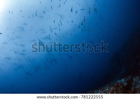 Hammerhead shark at Cocos Island