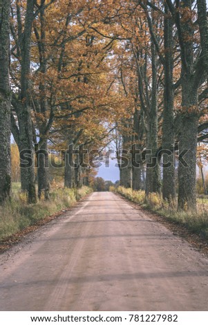 empty drive way in the countryside with trees in surrounding. perspective in autumn. gravel surface in latvia with valley of trees on both sides of the road - vintage film look