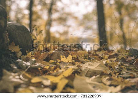 autumn colored tree leaves background pattern in sunny park with bright textures - vintage retro look