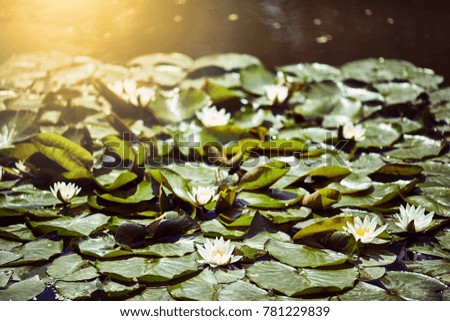 Close up of Lotus flowers in the pool