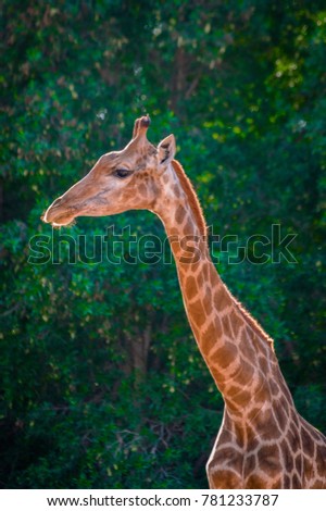 Giraffe with nature background