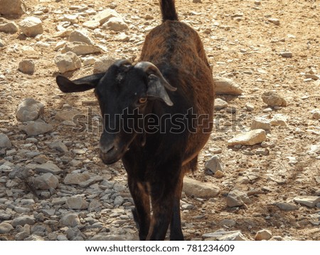 Goat in Oman