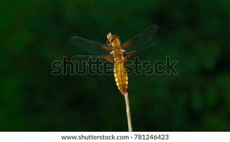Broad-bodied chaser dragonfly - Libellula depressa - female