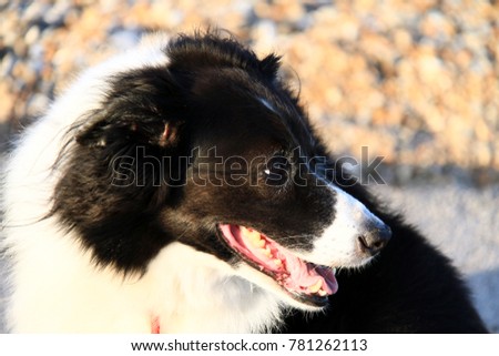 sheep dog on the look out stock photo
