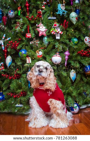 Cocker Spaniel Sitting in front of Christmas tree