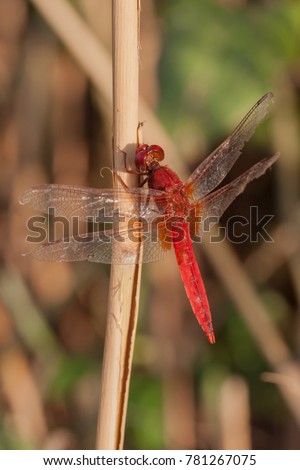 Scarlet darter dragonfly - Crocothemis erythraea - male