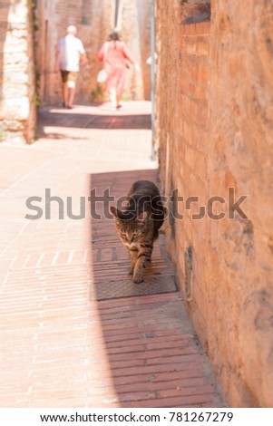 Cat Escapes the Summer Heat of San Gimignano, Italy by Walking in the Shade.  Couple Out of Focus in Background Walk Away From Camera. 