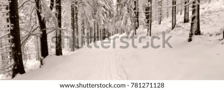 Cross country track in the forest at winter daylight, snow covered spruce trees , mountain forest. Panoramic photo. Czech Republic, Europe.