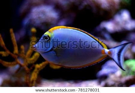 Naso surgeon fish 