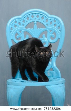 a black smooth-haired cat stands on a blue beautiful chair and arches his back and looks with surprised yellow eyes