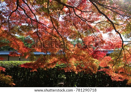 Bright fall colors in Kyoto Gyoen National Garden, Kyoto, Japan