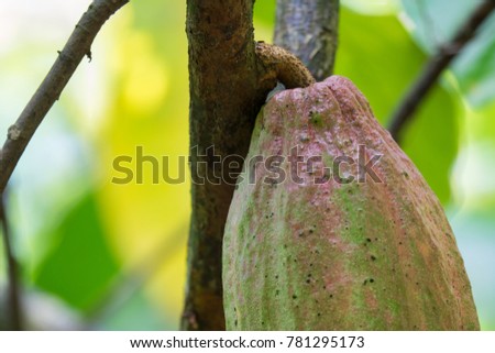 Royalty high quality free stock image of  close up of yellow-orange cacao cocoa fruit or pod in the sunny day on Theobroma cacao tree. Theobroma cacao also called the cacao tree and the cocoa tree