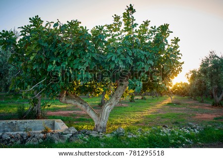 Fig tree in Salento at sunset - Italy Royalty-Free Stock Photo #781295518