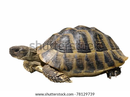  Turtle isolated on white,Eastern Hermann's tortoise, European terrestrial turtle, Testudo hermanni boettgeri