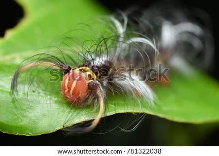 Hairy Caterpillar of the milkweed tussock moth.