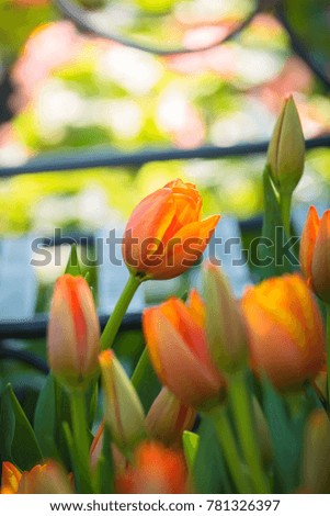 Beautiful bouquet of tulips. colorful tulips.