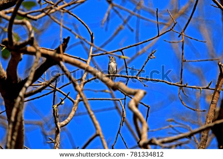 Bird on branch in nature