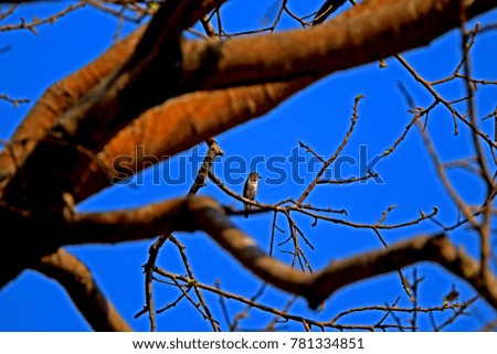 Bird on branch in nature