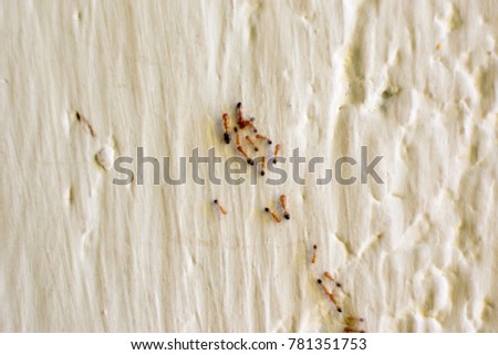 little fire ant group on wall of home indoor pest