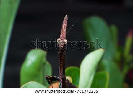 Macro photo of a black Mantis