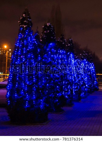 Christmas trees in blue garlands at night