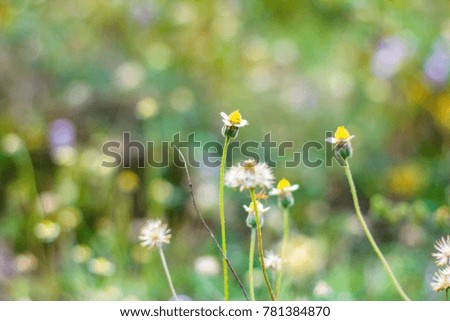 White flower grass in garden