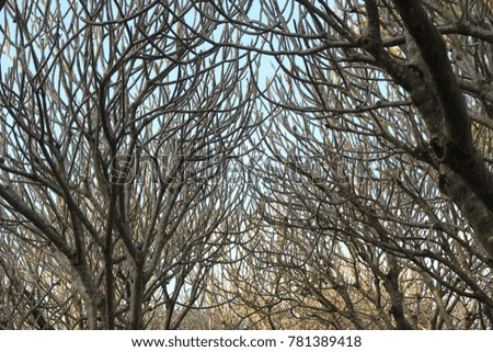 Tree branches isolated and Tree tunnel